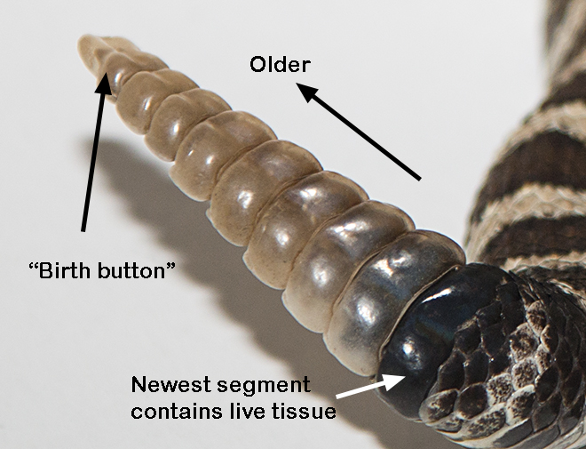 Rattle Growth, Shedding & Estimating Age EYNC Rattlesnake Study